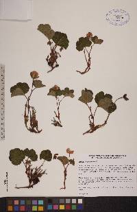 Rubus chamaemorus image