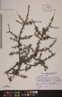 Larix laricina image