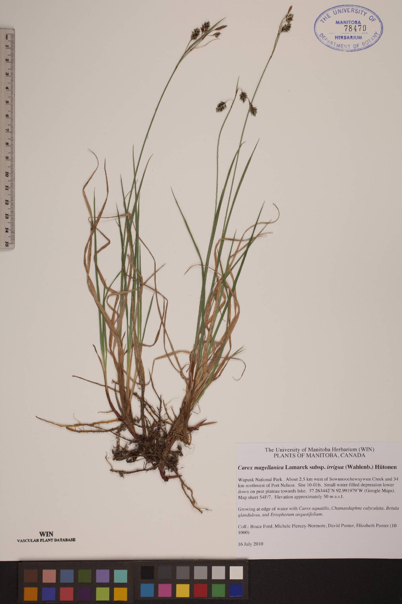 Carex magellanica var. irrigua image