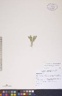 Oxytropis borealis var. hudsonica image