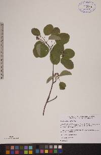 Amelanchier alnifolia image