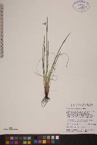 Sisyrinchium mucronatum image