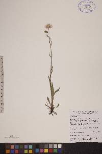 Erigeron asper image