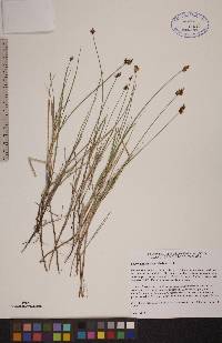 Carex chordorrhiza image