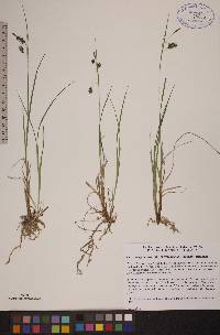 Carex magellanica subsp. irrigua image