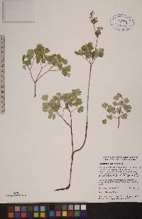 Thalictrum venulosum image