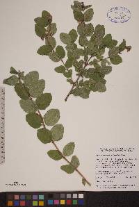 Symphoricarpos occidentalis image