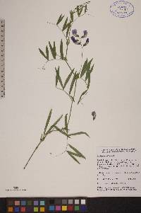 Lathyrus palustris image