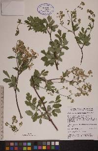 Thalictrum dasycarpum image