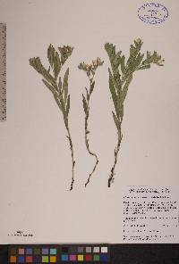 Lithospermum canescens image