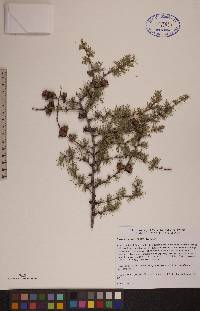 Larix laricina image
