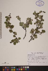 Betula glandulosa image