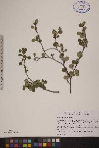 Betula glandulosa image