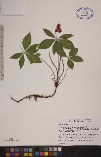 Cornus canadensis image