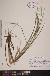 Carex rostrata image