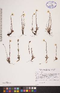 Saxifraga hirculus image