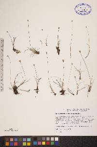 Juncus triglumis image