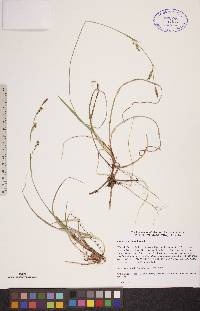 Carex vaginata image