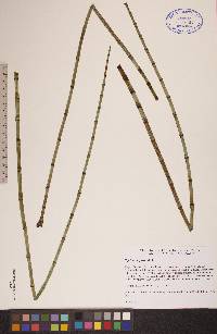 Equisetum fluviatile image