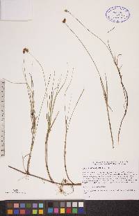 Carex chordorrhiza image