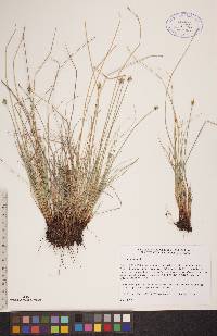 Carex capitata image