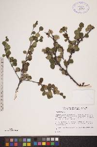 Betula pumila image