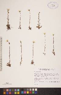 Saxifraga hirculus image