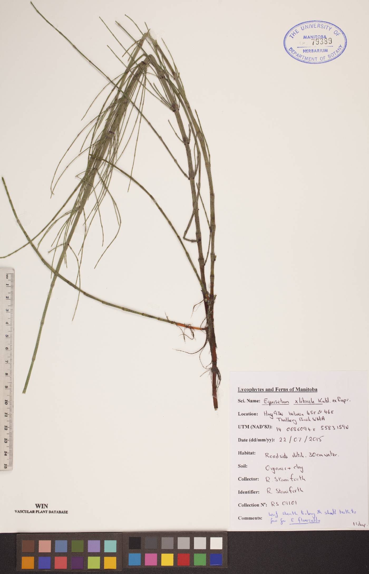 Equisetum × litorale image