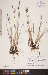 Carex saxatilis image