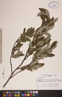 Salix planifolia image