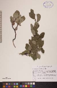 Salix arctophila image