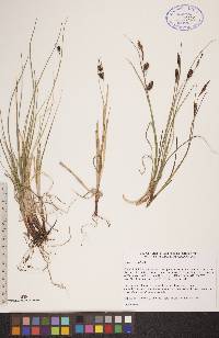 Carex saxatilis image