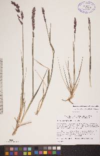 Arctagrostis latifolia subsp. latifolia image