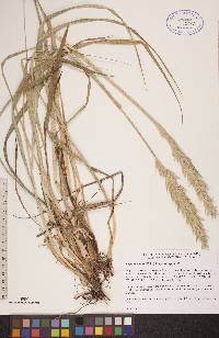 Leymus mollis subsp. mollis image