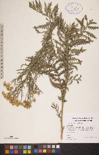 Tanacetum vulgare image