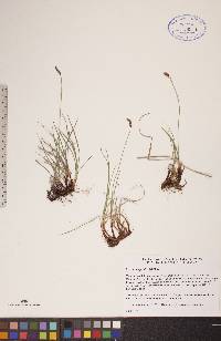 Carex scirpoidea image