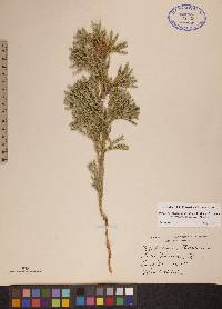 Dendrolycopodium dendroideum image