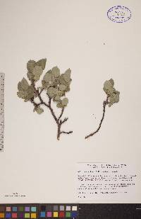 Salix calcicola image