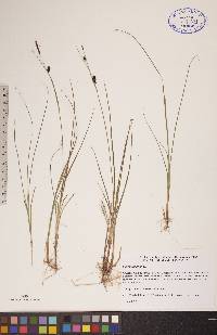 Carex saxatilis image