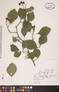 Crataegus succulenta image