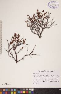 Myrica gale image