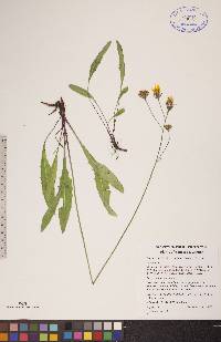 Crepis runcinata image