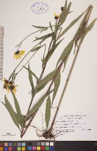 Helianthus nuttallii image