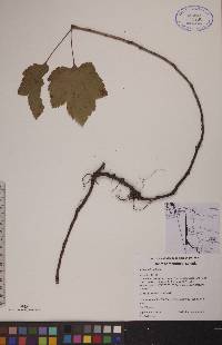 Ribes triste image