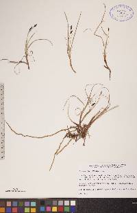 Carex rariflora image