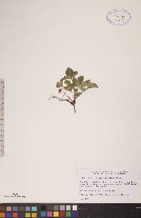 Rubus arcticus subsp. acaulis image