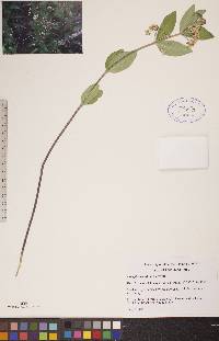 Asclepias ovalifolia image