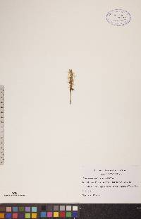 Spiranthes magnicamporum image