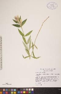 Gentiana andrewsii image