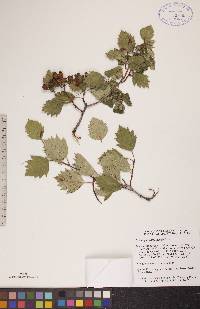 Crataegus chrysocarpa image